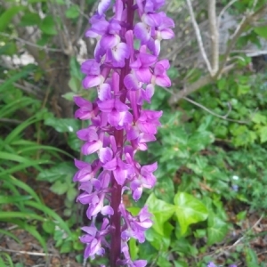 Photographie n°224031 du taxon Dactylorhiza elata (Poir.) Soó [1962]