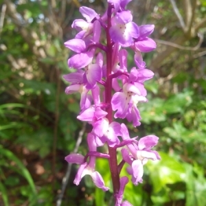 Photographie n°224032 du taxon Dactylorhiza elata (Poir.) Soó [1962]