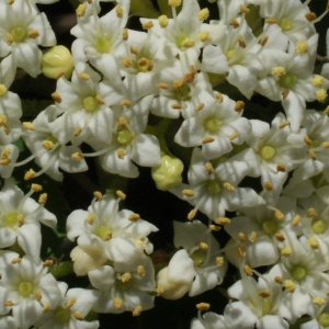 Photographie n°224070 du taxon Viburnum lantana L. [1753]