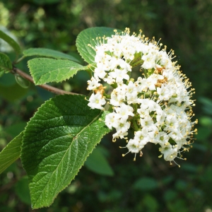 Photographie n°224076 du taxon Viburnum lantana L. [1753]