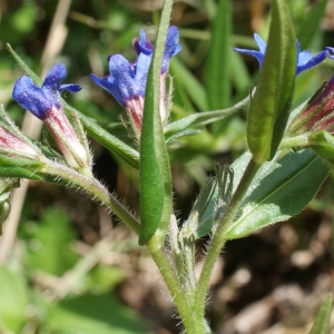 Photographie n°224077 du taxon Lithospermum purpurocaeruleum L. [1753]