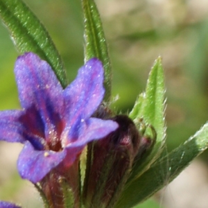 Photographie n°224078 du taxon Lithospermum purpurocaeruleum L. [1753]