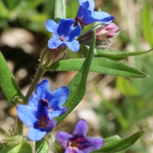 Photographie n°224079 du taxon Lithospermum purpurocaeruleum L. [1753]