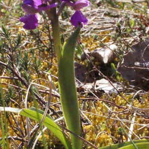 Photographie n°224081 du taxon Orchis morio sensu L. [1754]