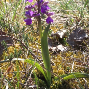 Photographie n°224082 du taxon Orchis morio sensu L. [1754]