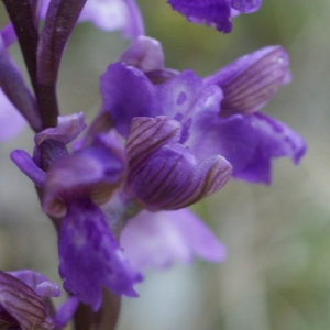 Photographie n°224085 du taxon Orchis morio sensu L. [1754]