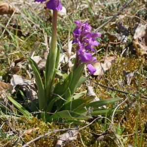 Photographie n°224087 du taxon Orchis morio sensu L. [1754]
