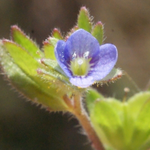 Photographie n°224089 du taxon Veronica arvensis L. [1753]