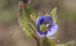 Liliane Roubaudi, le 12 avril 2014 (Meyzieu)