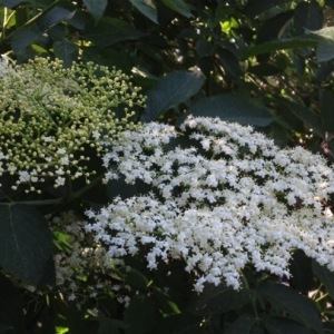 Photographie n°224099 du taxon Sambucus nigra L. [1753]