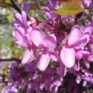 Photographie n°224111 du taxon Cercis siliquastrum L. [1753]