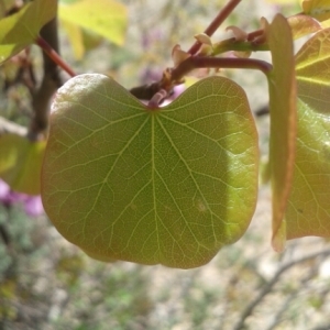 Photographie n°224112 du taxon Cercis siliquastrum L. [1753]