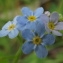  Jean-Claude Echardour - Myosotis scorpioides L. [1753]