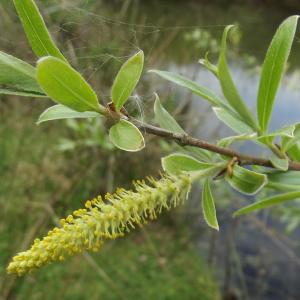 Photographie n°224162 du taxon Salix alba L. [1753]