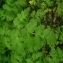  Quentin Lebastard - Chaerophyllum temulum L. [1753]