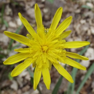 Scorzonera nervosa Lam. (Petite Scorsonère)