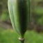  Jean-Claude Echardour - Fritillaria meleagris L. [1753]