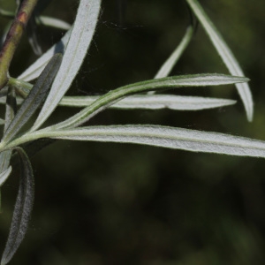 Photographie n°224226 du taxon Salix eleagnos Scop. [1772]