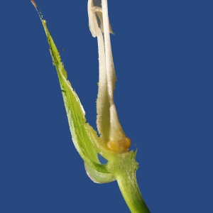 Photographie n°224261 du taxon Calystegia sepium (L.) R.Br. [1810]