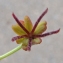  Claude FIGUREAU  - Coriaria myrtifolia L. [1753]