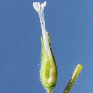 Photographie n°224265 du taxon Linum viscosum L. [1762]