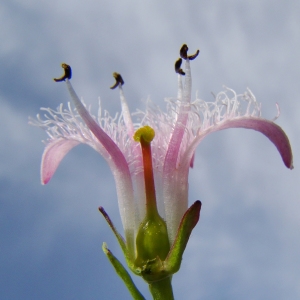 Photographie n°224266 du taxon Menyanthes trifoliata L. [1753]