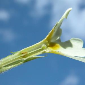 Photographie n°224271 du taxon Primula elatior (L.) Hill [1765]