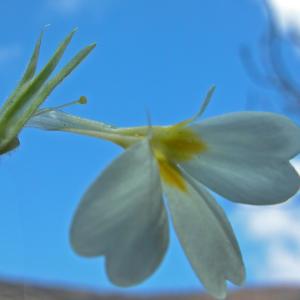 Photographie n°224272 du taxon Primula elatior (L.) Hill [1765]