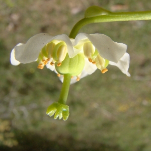 Chimaphila rhombifolia Hayata (Pirole à une fleur)