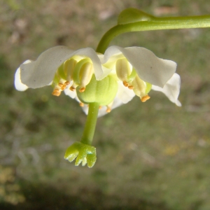 Moneses grandiflora Gray (Pirole à une fleur)