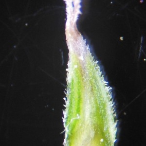 Photographie n°224282 du taxon Carex paniculata L.