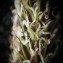  Dominique Remaud - Carex acutiformis Ehrh.