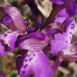 Photographie n°224301 du taxon Orchis morio sensu L. [1754]