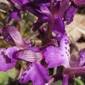 Photographie n°224302 du taxon Orchis morio sensu L. [1754]