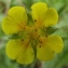  Jean-Claude Echardour - Potentilla erecta (L.) Räusch. [1797]