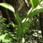  Jean-Claude Echardour - Polygonatum multiflorum (L.) All. [1785]