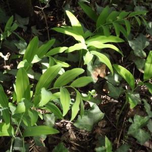 Photographie n°224322 du taxon Polygonatum multiflorum (L.) All. [1785]