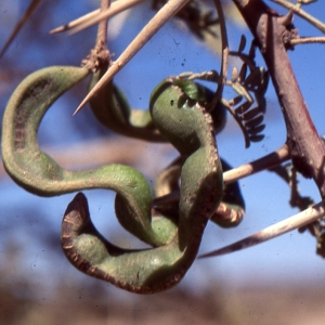 Acacia tortilis (Forssk.) Hayne