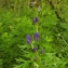  Florent Beck - Aconitum napellus L. [1753]