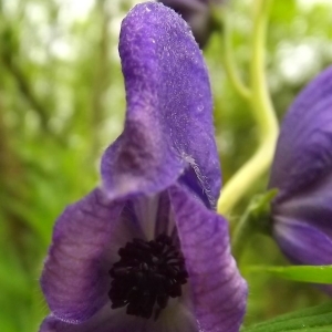 Aconitum napellus L. (Aconit napel)