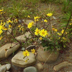 Photographie n°224394 du taxon Jacobaea erratica (Bertol.) Fourr.