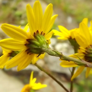 Photographie n°224397 du taxon Jacobaea erratica (Bertol.) Fourr.