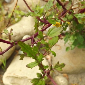 Photographie n°224399 du taxon Jacobaea erratica (Bertol.) Fourr.