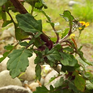 Photographie n°224400 du taxon Jacobaea erratica (Bertol.) Fourr.