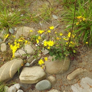 Photographie n°224405 du taxon Jacobaea erratica (Bertol.) Fourr.