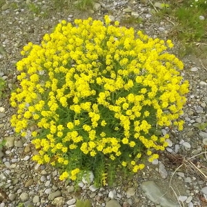 Photographie n°224411 du taxon Sisymbrium austriacum Jacq. [1775]