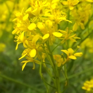 Sisymbrium austriacum Jacq. (Sisymbre d'Autriche)