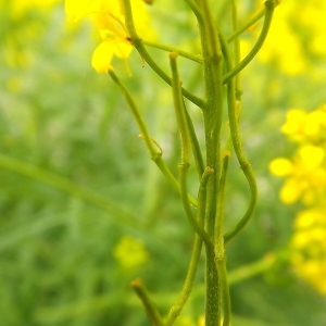 Photographie n°224414 du taxon Sisymbrium austriacum Jacq. [1775]