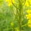  Florent Beck - Sisymbrium austriacum Jacq. [1775]