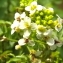  Florent Beck - Nasturtium officinale R.Br. [1812]